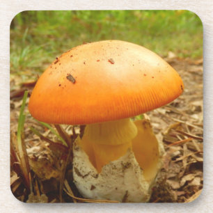 Amanita Caesarea Mushroom Hard Plastics Untersetze Untersetzer