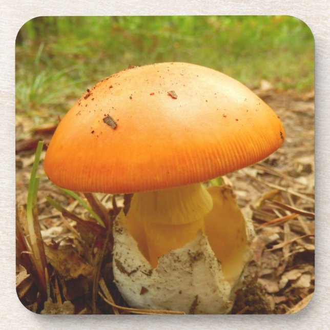 Amanita Caesarea Mushroom Hard Plastics Untersetze Untersetzer (Vorderseite)