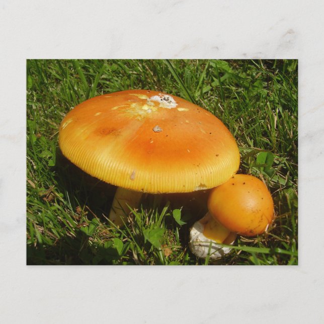 Amanita Caesarea Mushroom Postcard Postkarte (Vorderseite)