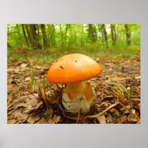 Amanita Caesarea Mushroom Poster