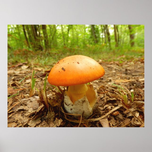 Amanita Caesarea Mushroom Poster (Vorne)