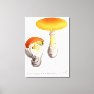 Amanita Caesaria von "Phytographie Medicale" von J Leinwanddruck