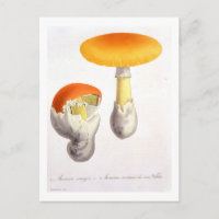 Amanita Caesaria von "Phytographie Medicale" von J
