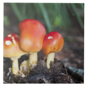 Amanita-Familienpilz Fliese
