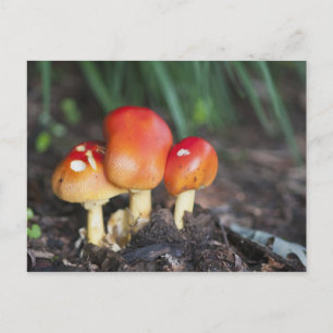 Amanita-Familienpilz Postkarte