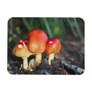 Amanita Familienzimmer Magnet