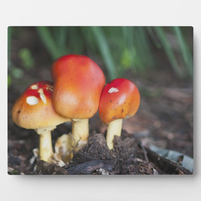 Amanita Fotoplatte (Vorderseite)