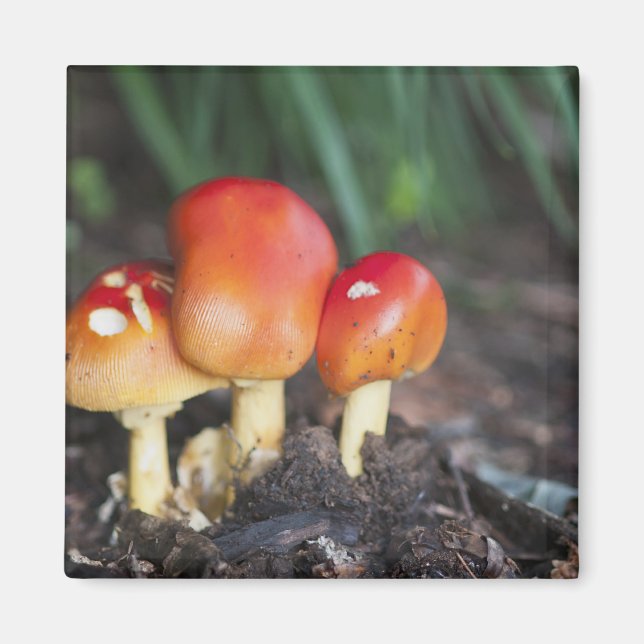 Amanita Magnet (Vorne)