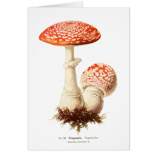 Amanita muscaria (Vorne)