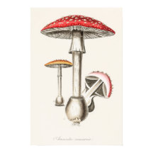 Amanita Muscaria Mushroom Illustration (
