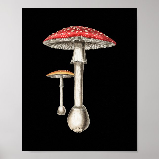 Amanita Muscaria Pilz Botanische Natur Fungi Poster (Vorne)