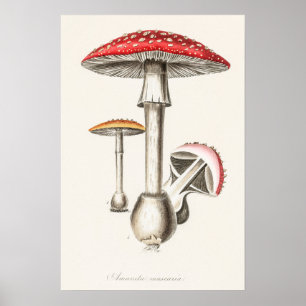 Amanita Muscaria Pilz Illustration ( Poster