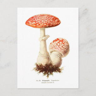 Amanita muscaria postkarte