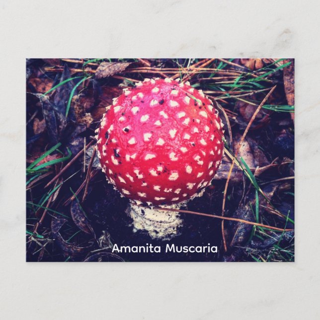 Amanita Muscaria Postkarte (Vorderseite)