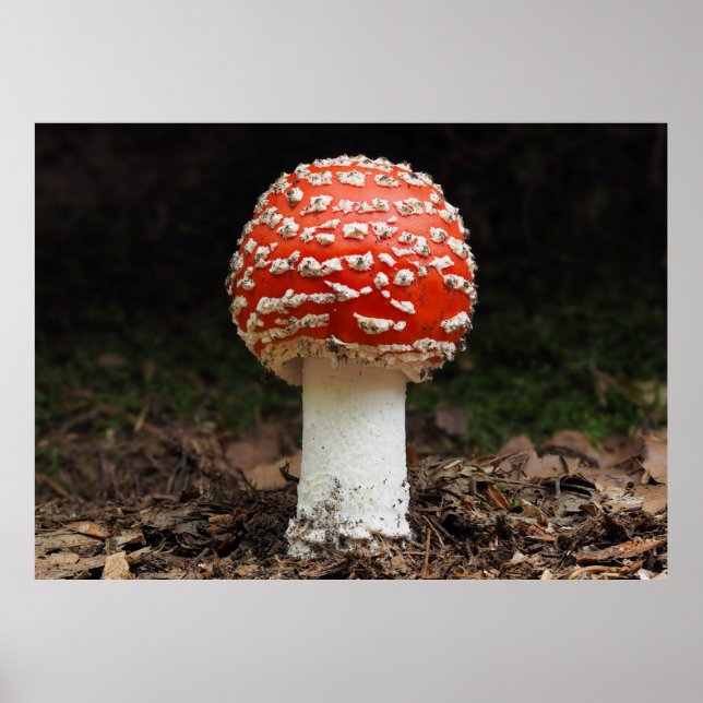 Amanita muscaria var. aureola (Fly Agaric) Poster (Vorne)