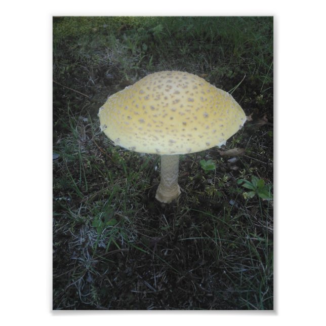 Amanita Muscaria var. Formosa - 01 Fotodruck (Vorne)