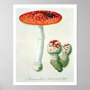 Amanita Muscaria von "Phytographie Medicale" von J Poster