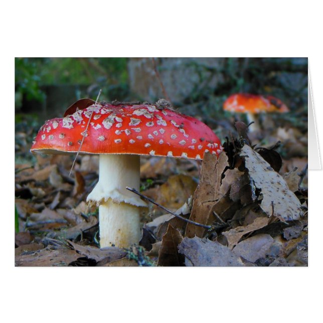 Amanita Mushrooms Blank Card (Vorderseite (Horizontal))