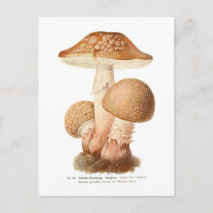 Amanita pustulata postkarte