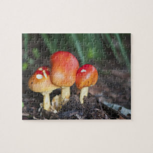 Amanita Puzzle