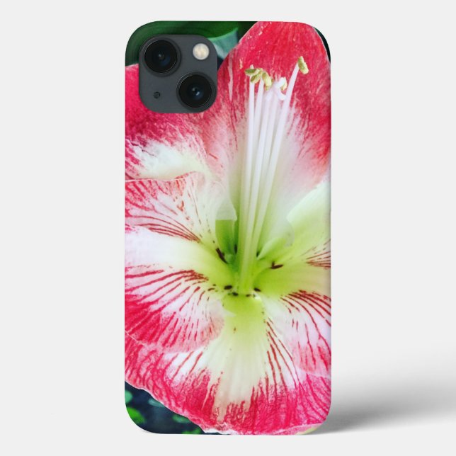 Amarilis pinkfarbene weiße Blume Case-Mate iPhone Hülle (Rückseite)