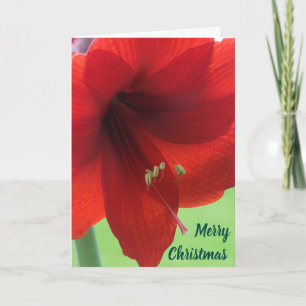 Amarylis Frohe Weihnachtskarten mit Blumen Feiertagskarte