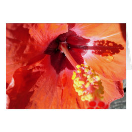 Amarylis Greeting Card