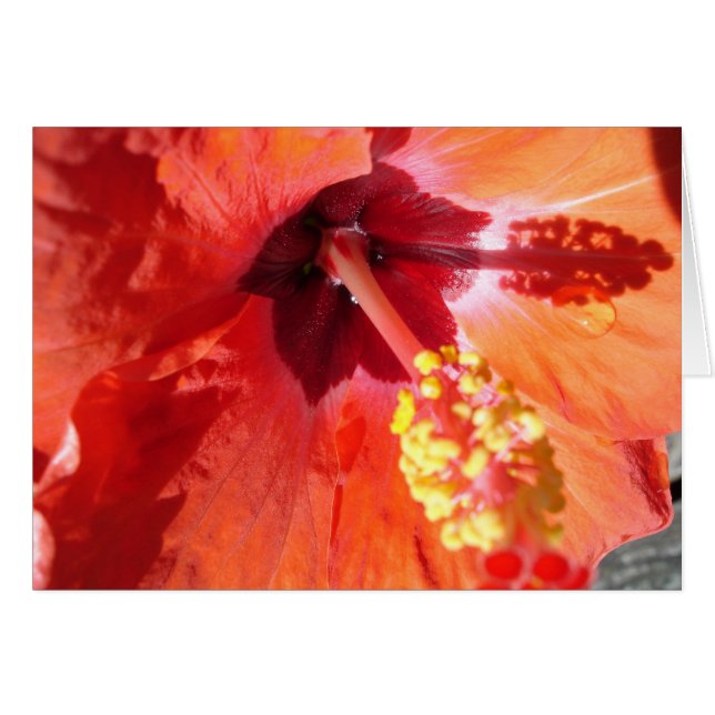 Amarylis Greeting Card (Vorderseite (Horizontal))