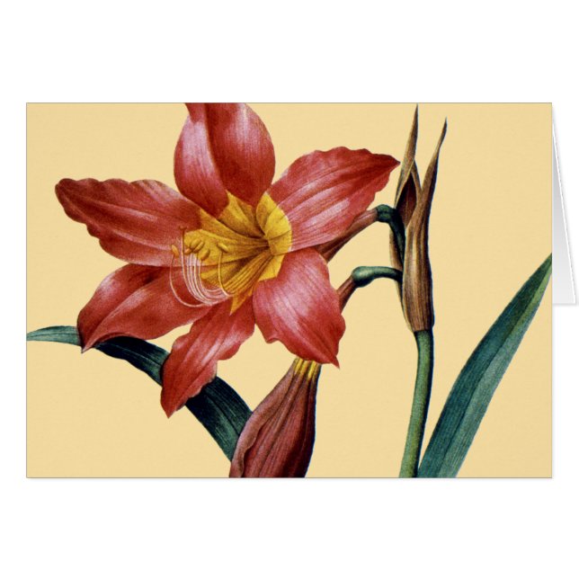 Amaryllis (Vorderseite (Horizontal))