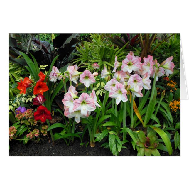 Amaryllis (Vorderseite (Horizontal))