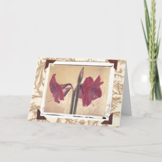 amaryllis_2 feiertagskarte (Vorderseite)