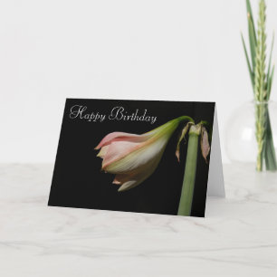 Amaryllis 53 B'Day ~ card Karte