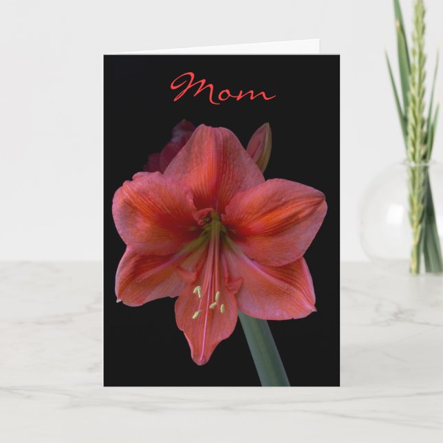 Amaryllis am schwarzen Tag der Mutter Karte (Vorderseite)