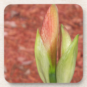 Amaryllis Apfelblüte Blume Untersetzer