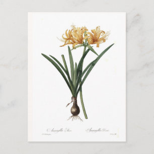 Amaryllis aurea postkarte