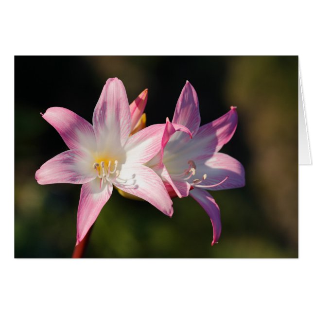 Amaryllis belladonna (Vorderseite (Horizontal))
