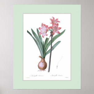 Amaryllis belladonna, benutzerdefinierte Grenze Poster