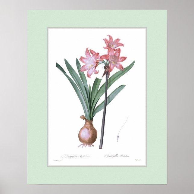 Amaryllis belladonna, benutzerdefinierte Grenze Poster (Vorne)