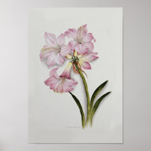 Amaryllis belladonna poster