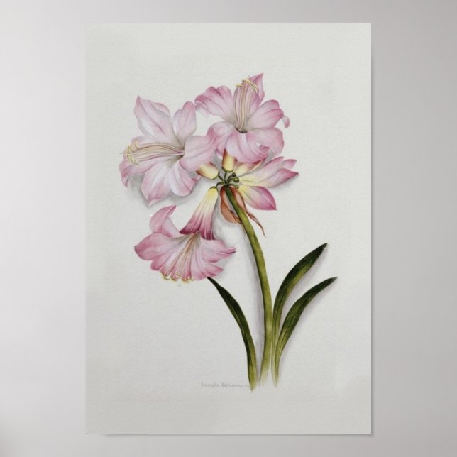 Amaryllis belladonna poster (Vorne)