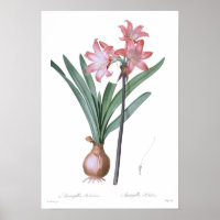 Amaryllis belladonna
