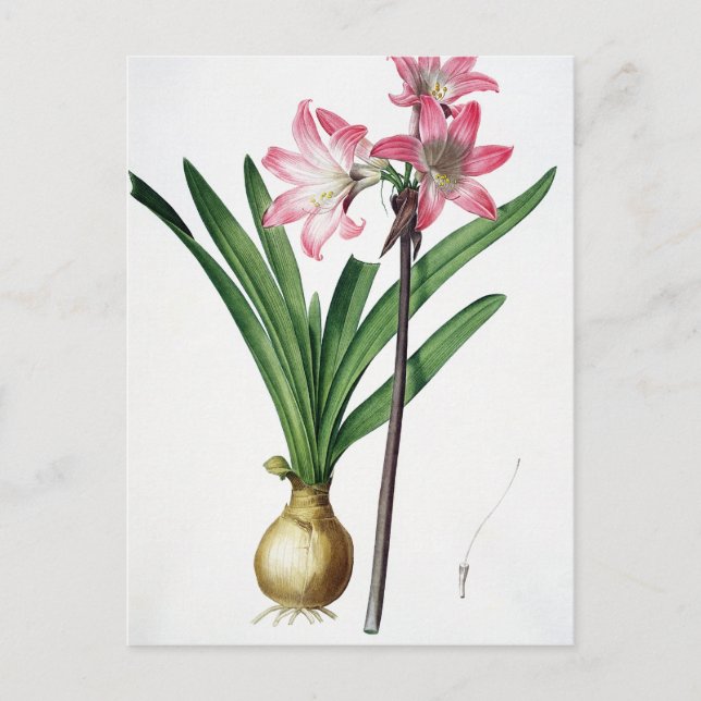 Amaryllis Belladonna, von 'Les Liliacees', engrav Postkarte (Vorderseite)