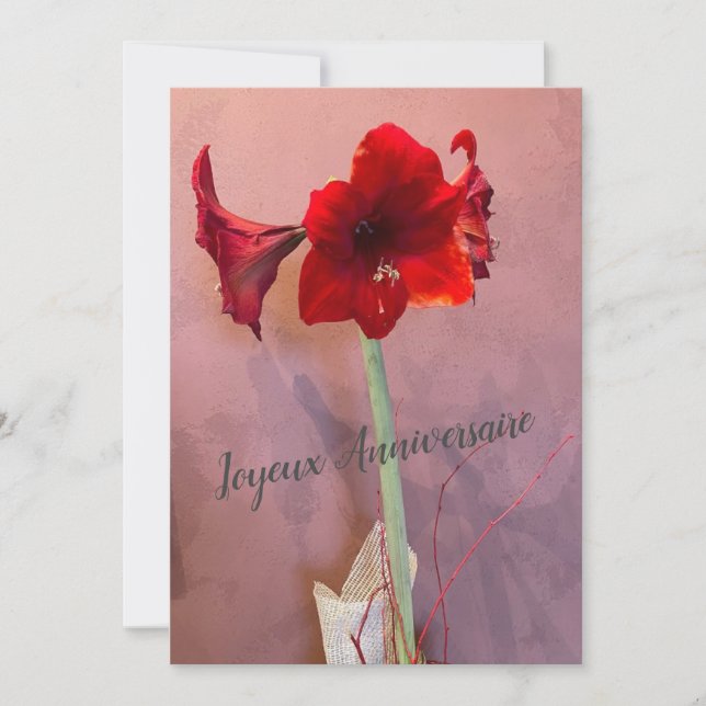 Amaryllis-Blume (Vorderseite)