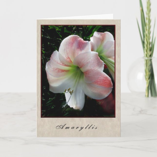 Amaryllis - Blumen-Reihe Karte (Vorderseite)