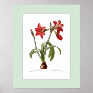 Amaryllis brasiliensis, benutzerdefinierte Grenze Poster