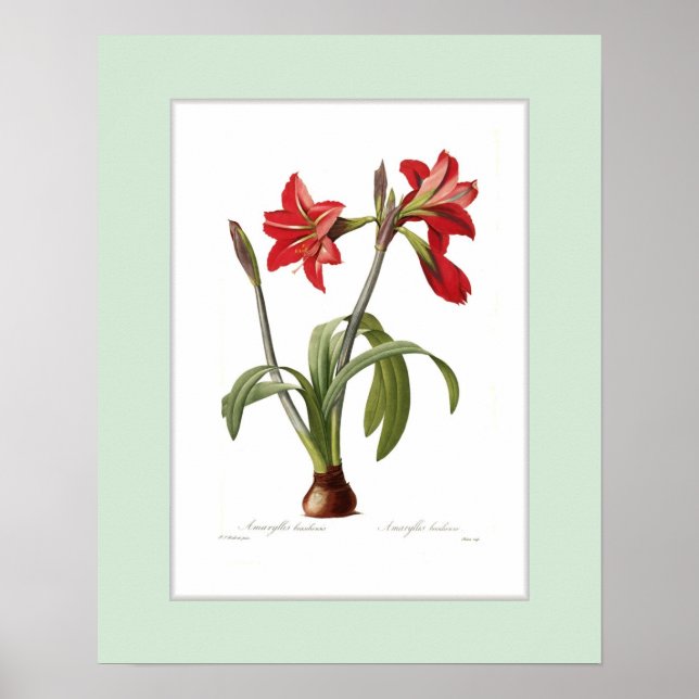 Amaryllis brasiliensis, benutzerdefinierte Grenze Poster (Vorne)