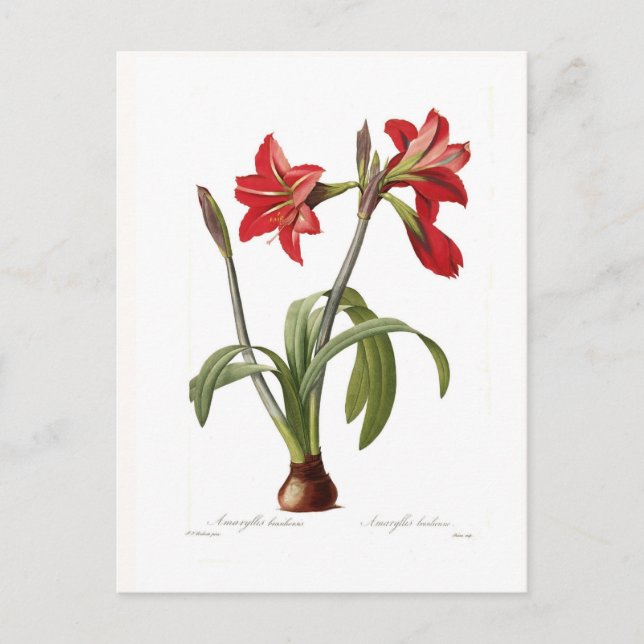 Amaryllis brasiliensis postkarte (Vorderseite)