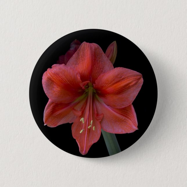 Amaryllis Button (Vorderseite)