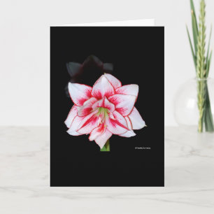 Amaryllis card dankeskarte