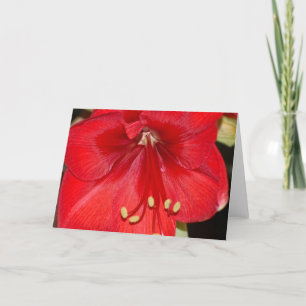 Amaryllis Card Feiertagskarte
